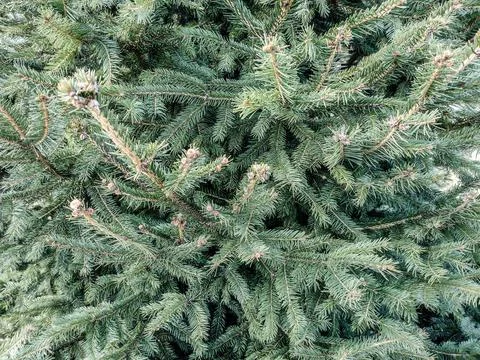 Fir tree - close up view, nature Stock Photos