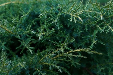 Fir tree closeup Stock Photos