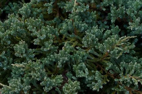 Fir tree closeup Stock Photos