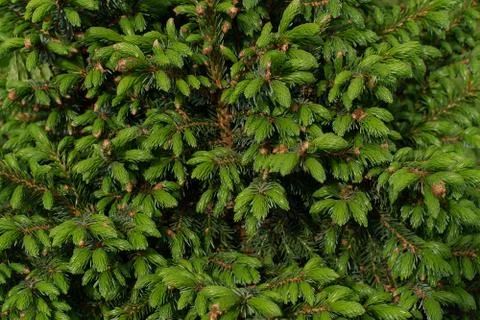 Fir tree closeup Stock Photos