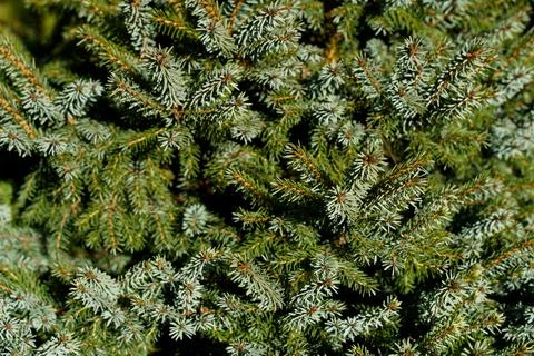 Fir tree closeup Stock Photos