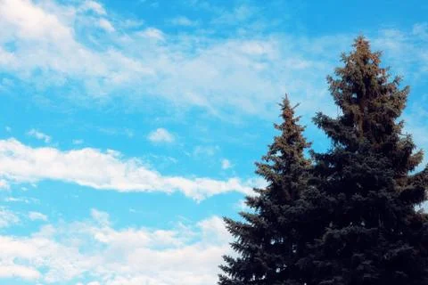Fir-tree on cloudy sky background. Stock Photos