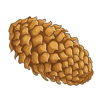 Fir tree cone colored illustration Stock Illustration