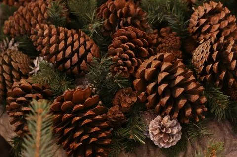 Fir-tree cone forest large brown integer natural rustic background traditiona Stock Photos