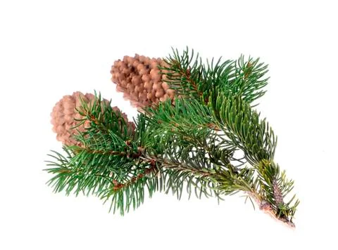 Fir tree with a cone on an isolated white background Stock Photos