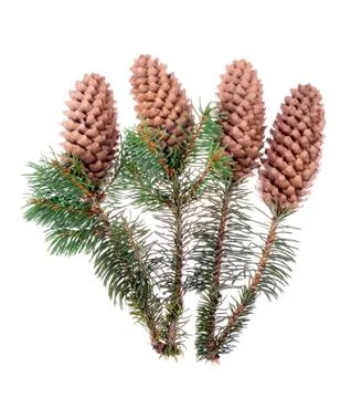 Fir tree with a cone on an isolated white background Stock Photos