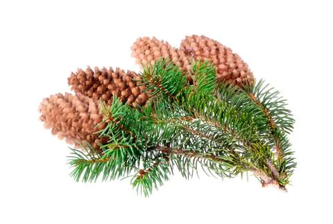 Fir tree with a cone on an isolated white background Stock Photos