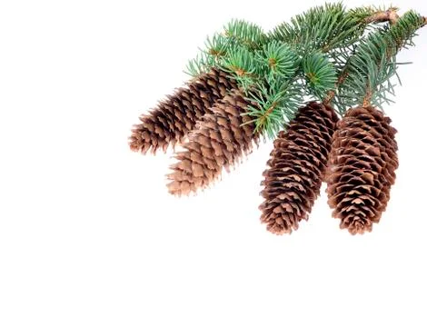 Fir tree with a cone on an isolated white background Stock Photos