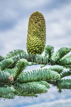 Fir tree cone Stock Photos