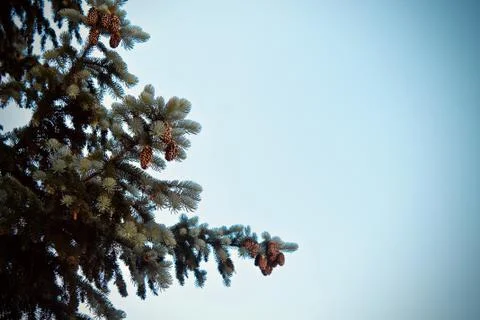 Fir tree with cones against the sky for postcard Stock Photos