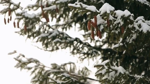 Fir tree cones on a branch in forest. Evergreen spruce on winter snowfall Stock Footage 99745720