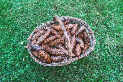Fir tree cones in old wicker basket in summer park on green grass background Stock Photos