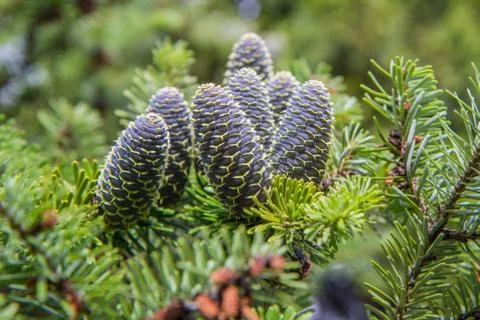 Fir tree cones Stock Photos