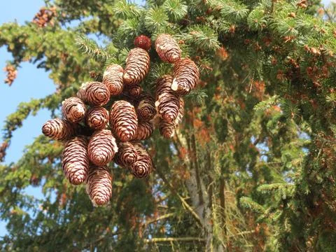 Fir tree cones Stock Photos