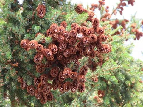 Fir tree cones Stock Photos