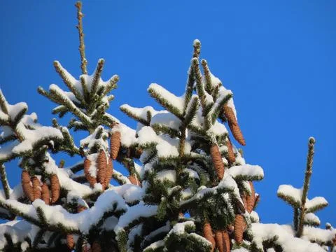 Fir tree cones Stock Photos
