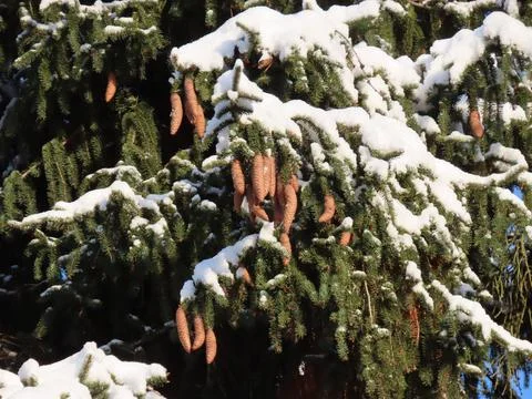 Fir tree cones Stock Photos