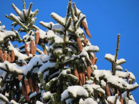 Fir tree cones Foto stock