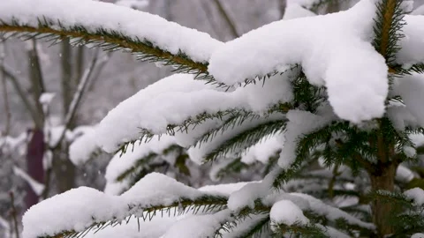 Fir tree covered in heavy snow Stock Footage 144656086
