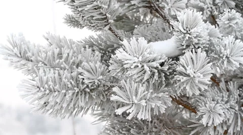 Fir-tree is covered by ice in winter Stock Footage 44612273