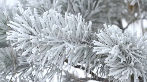 Fir tree is covered by ice in winter Stock-Footage 44795271