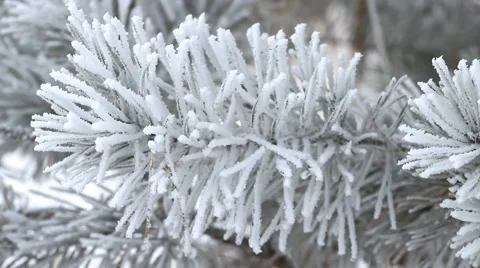 Fir tree covered by ice in winter Stock-Footage 45838641