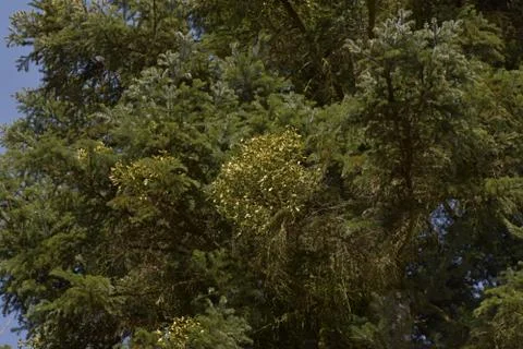 Fir tree covered with mistletoe, blue sky. Stock Photos