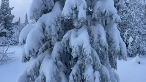 Fir tree covered in snow Stock Footage 168301408