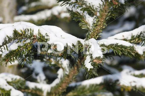 Fir tree covered with snow Stock Photos