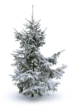 Fir tree covered with snow Stock-Fotos