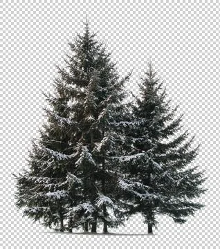 Fir tree covered with snow. 写真素材