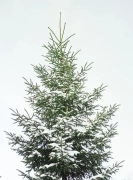 Fir tree covered with snow Stock Photos