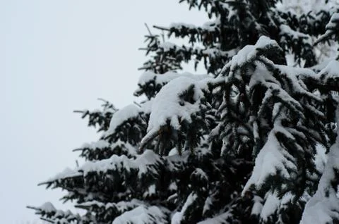 Fir tree covered with the snow Stock Photos