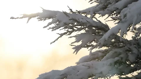 Fir tree covered with snow in the sunlight Vidéo 85737986
