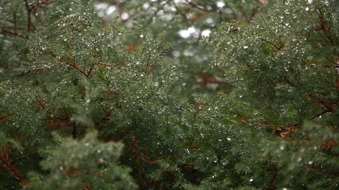 Fir tree in drops from rain, coniferous tree in drops after rain Stock Footage 127423120