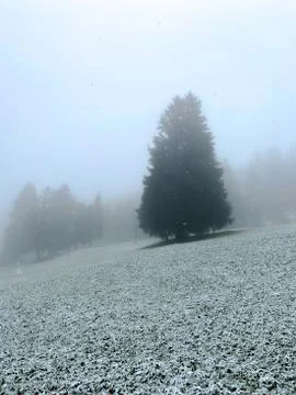 A fir tree during the first snow Stock Photos