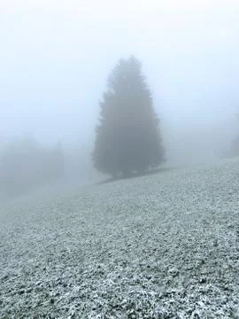 A fir tree during the first snow Stock Photos
