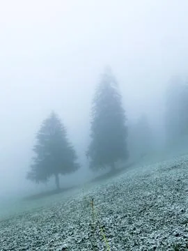 A fir tree during the first snow Stock Photos