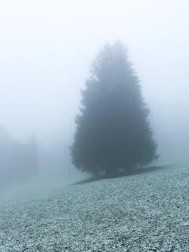 A fir tree during the first snow Stock Photos