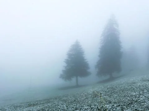 A fir tree during the first snow Stock Photos