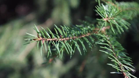 Fir tree during spring. Close up. Natural light. Sweden 2025. Vidéo 310259795