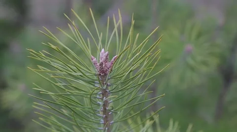 Fir-tree on early spring Video stock 48062501