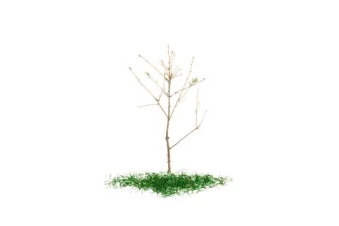 Fir tree with fallen foliage on white background. Flat lay, top view Stock Photos