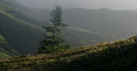 Fir Tree on the Find Mountains Landscape View Pan Time Lapse. Video stock 65412153