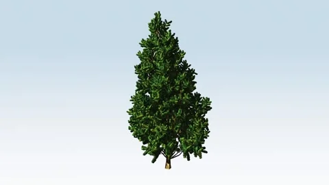 Fir tree fluttering in the wind Stock Footage 296809588