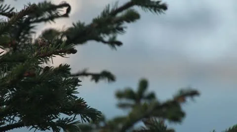 Fir-tree Stockbeeldmateriaal 11019109