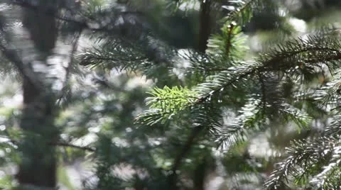 Fir-tree Stock Footage 11061559