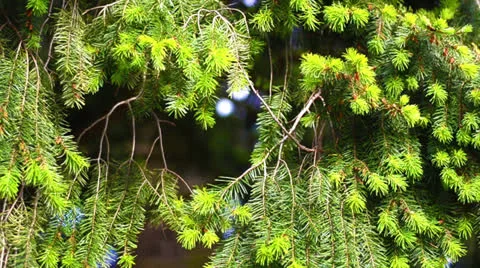 Fir Tree Stock Footage 24578687