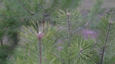 Fir-tree Video stock 48062954