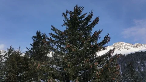 Fir tree Stock Footage 104829147